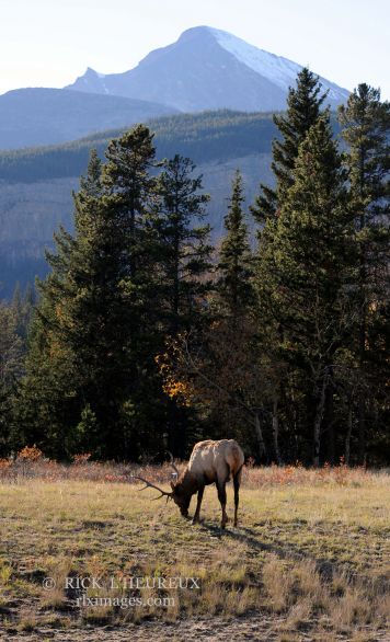 Bull Elk